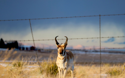 solar wildlife