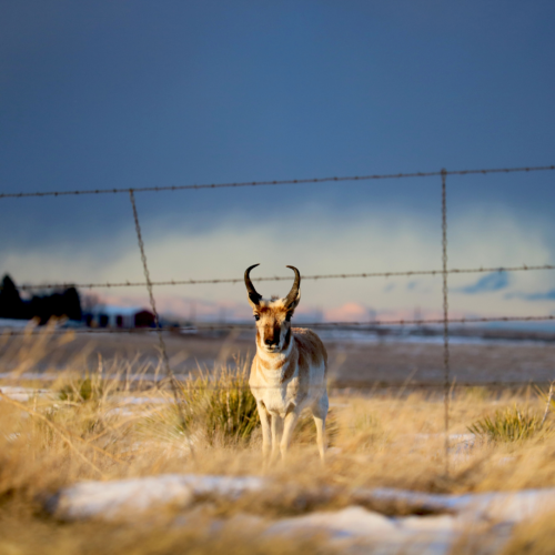 solar wildlife